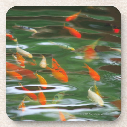 池のコイのがらくたの魚の高角の眺め コースター (正面)