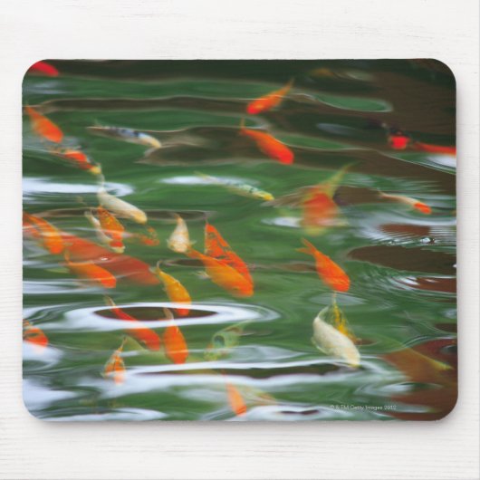 池のコイの魚の高い角度 マウスパッド (正面)