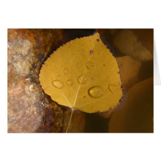 池のコットンウッドの葉