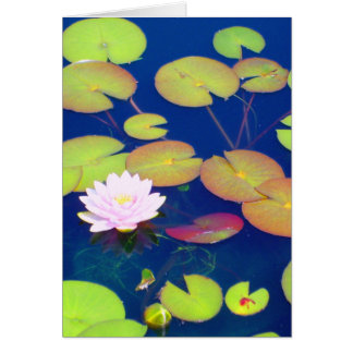 池のスイレンの浮いている葉によって浮かぶピンクのはすの花
