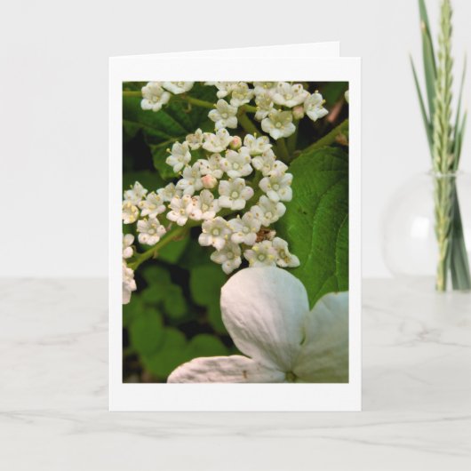 池のトレイル優れたに沿ったViburnum サンキューカード (正面)
