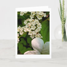 池のトレイル優れたに沿ったViburnum