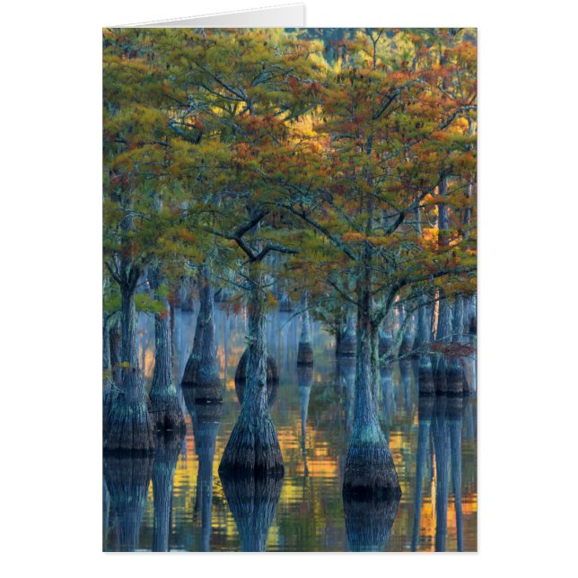 池のヌマスギの森 (正面)