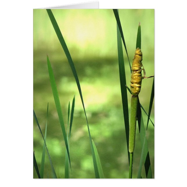 池のネコヤナギ (正面)