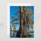 池のヒノキ ポストカード (正面/裏面)