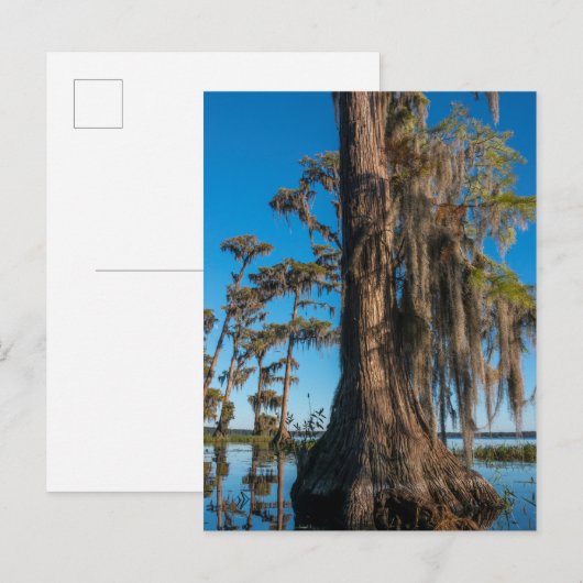 池のヒノキ ポストカード (正面/裏面)