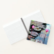 池のピンクの《植物》スイレン