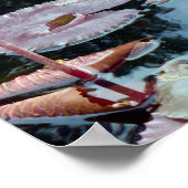 池のピンクの《植物》スイレン ポスター (角)