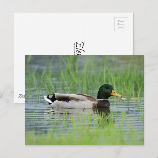 池のマガモ ポストカード (正面/裏面)