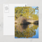 池のリフレクションズワイルドキャットテール秋 ポストカード (正面/裏面)