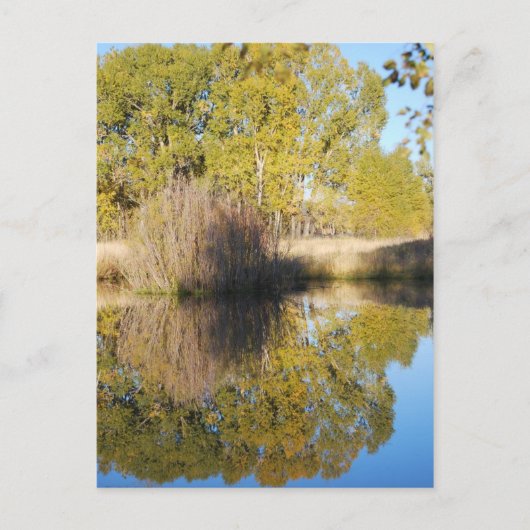 池のリフレクションズワイルドキャットテール秋 ポストカード (正面)