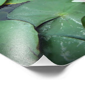 池の上にピンクのリリーパッドフラワーオンポンドフォトプリント フォトプリント            (角)