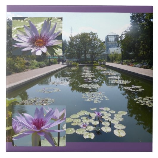 池の上の紫色の蓮の花 陶器タイル タイル (正面)