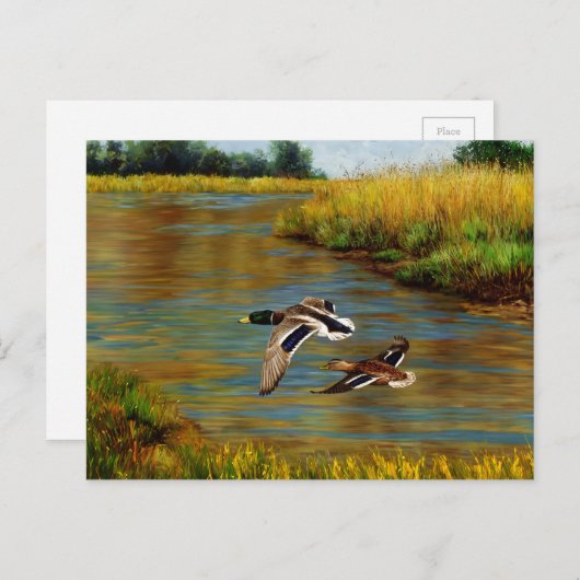 池の上飛んでいるのアヒル ポストカード (正面/裏面)