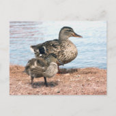 池の小さなアヒル ポストカード (正面)