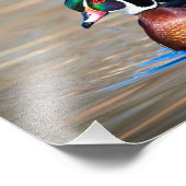 池の木の鴨 フォトプリント            (角)