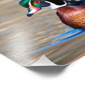 池の木の鴨 フォトプリント            (角)