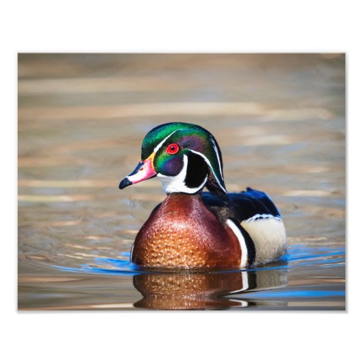 池の木の鴨 フォトプリント            (正面)