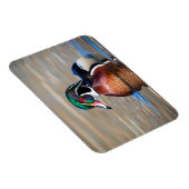 池の木の鴨 マグネット (右側)