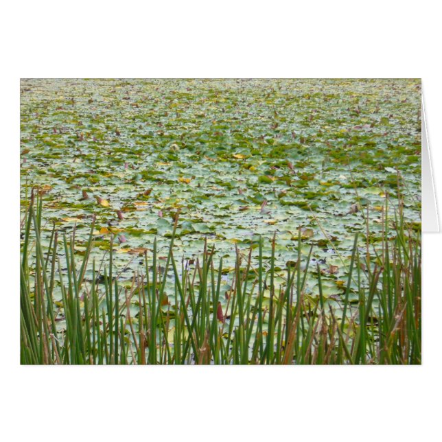 池の植物 (正面横)