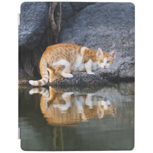 池の水に映る猫おもしろいの写真 –  iPadスマートカバー