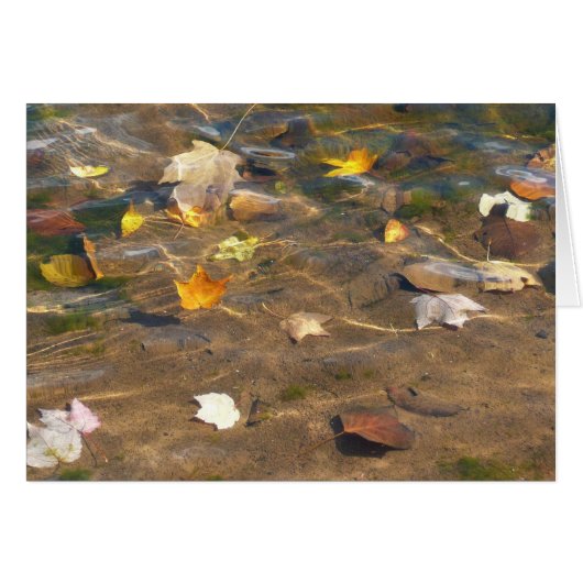 池の水に浮かぶ紅葉の自然写真 (正面横)