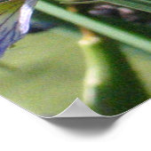 池の水菖蒲 ポスター (角)