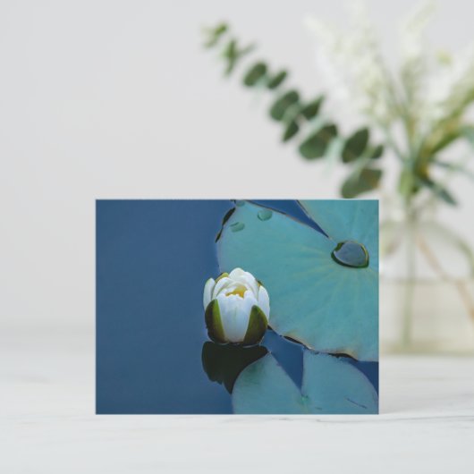 池の白い睡蓮、自然写真 ポストカード (スタンド正面)