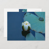 池の白い睡蓮、自然写真 ポストカード (正面/裏面)