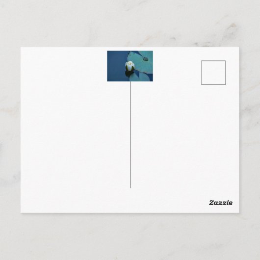 池の白い睡蓮、自然写真 ポストカード (裏面)