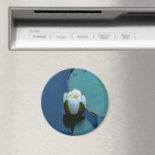 池の白い睡蓮、自然写真 マグネット (インサイチュ (食洗機))