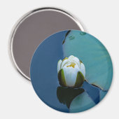 池の白い睡蓮、自然写真 マグネット (正面/裏面)
