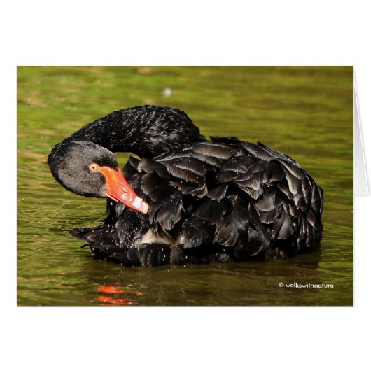 池の白鳥 (正面横)