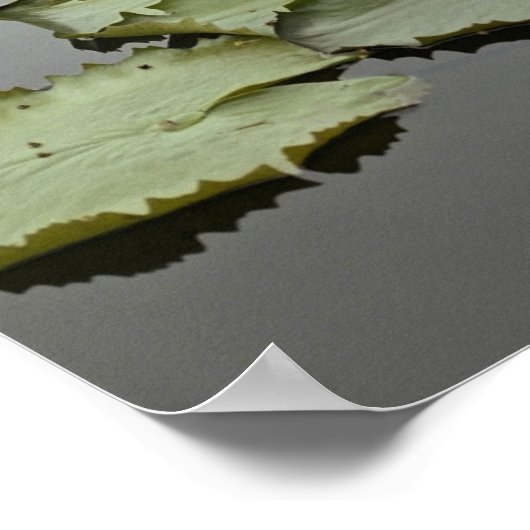 池の睡蓮海 ポスター (角)