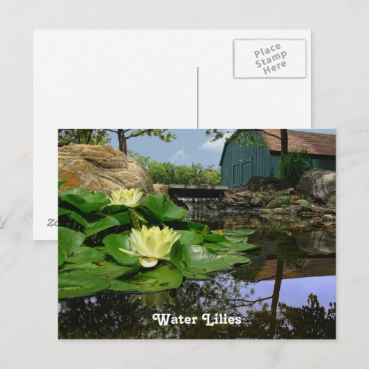池の睡蓮 ポストカード (正面/裏面)