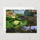 池の睡蓮 ポストカード (正面/裏面)