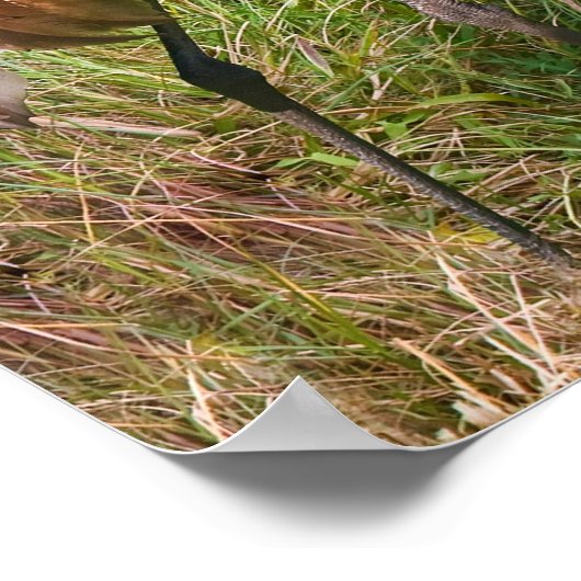 池の砂丘クレーン ポスター (角)