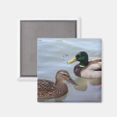 池の磁石のアヒル マグネット (正面/裏面)