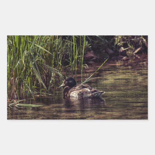 池の端で 長方形シール (正面)