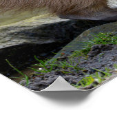 池の端のカピバラ ポスター (角)