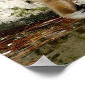 池の近くに生えるイビボン ポスター (角)