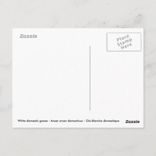 池の近くの白いガチョウ ポストカード (裏面)