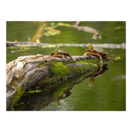 池の迷子 フォトプリント           