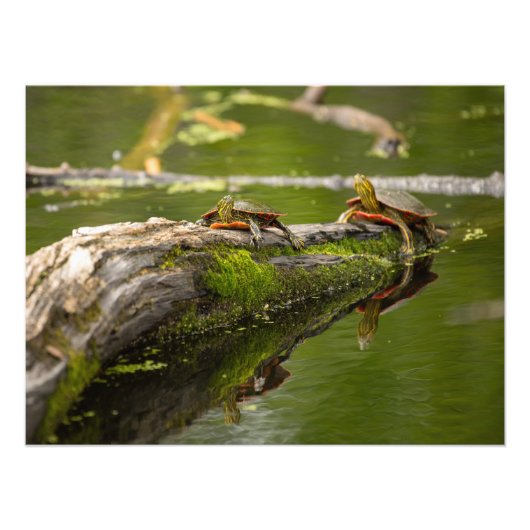 池の迷子 フォトプリント            (正面)