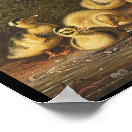 池の遊アヒル ポスター (角)