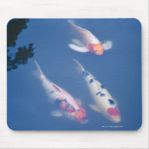 池の3匹の日本のなコイの魚 マウスパッド