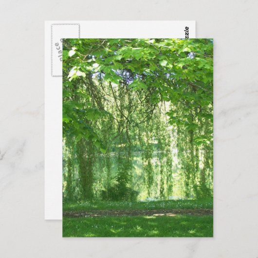 池を持つシダレヤナギ ポストカード (正面/裏面)