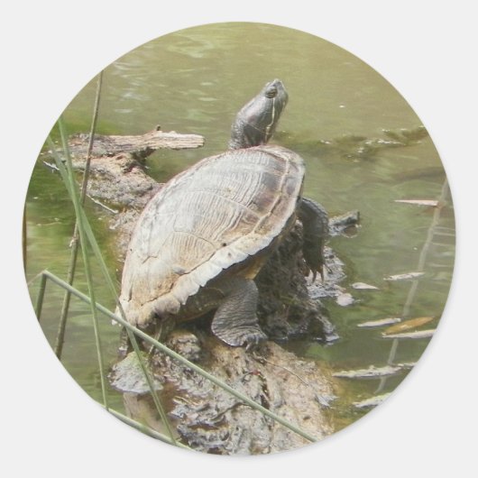 池ウミガメのシール ラウンドシール (正面)