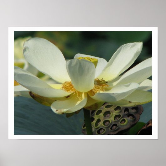 池シリーズの一日 ポスター (正面)