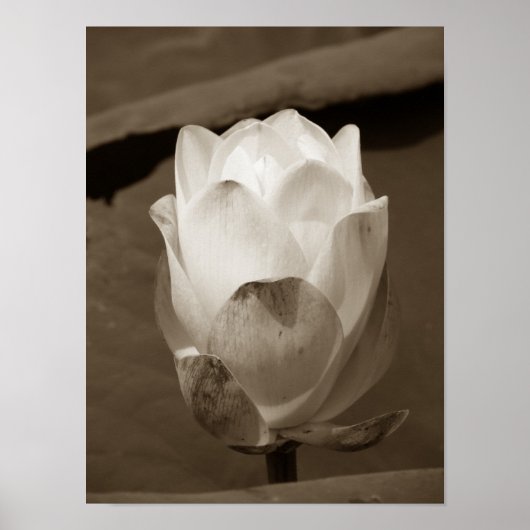 池シリーズの一日 ポスター (正面)